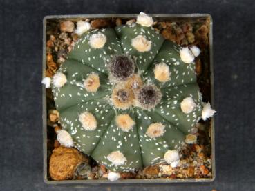 Plant for sale on April 21, 2025